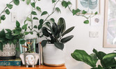 Plants Blog